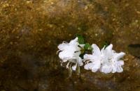 Nature - Water Flowers - Canon Rebel Xti